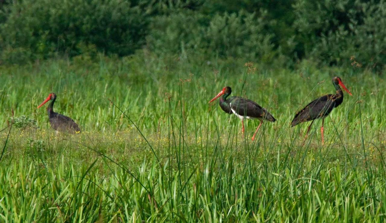 Rural Tourism Family Ravlic Konuk evi Muzilovcica Dış mekan fotoğraf