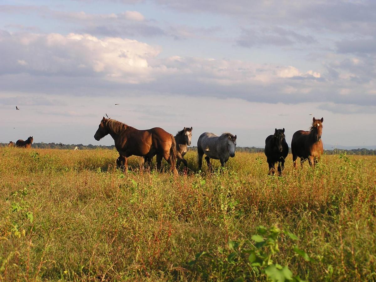 Rural Tourism Family Ravlic Konuk evi Muzilovcica Dış mekan fotoğraf