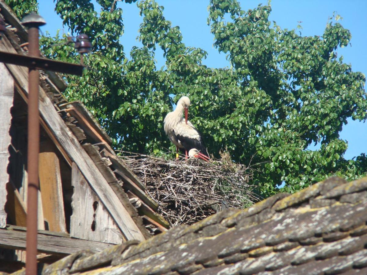 Rural Tourism Family Ravlic Konuk evi Muzilovcica Dış mekan fotoğraf