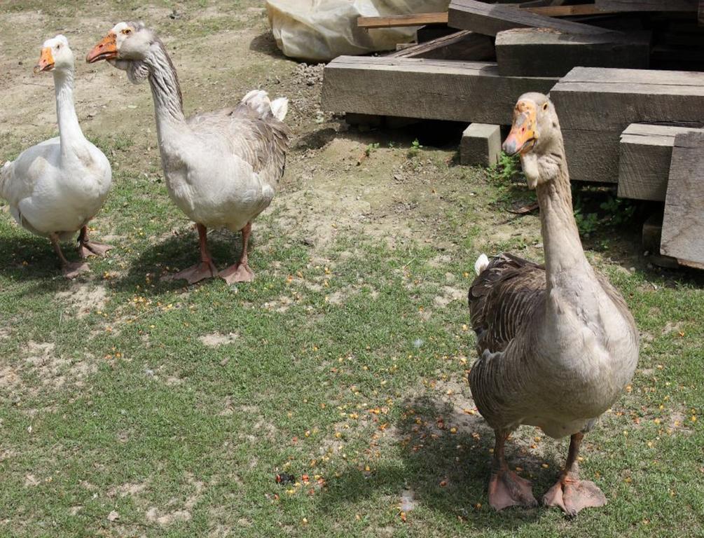 Rural Tourism Family Ravlic Konuk evi Muzilovcica Dış mekan fotoğraf