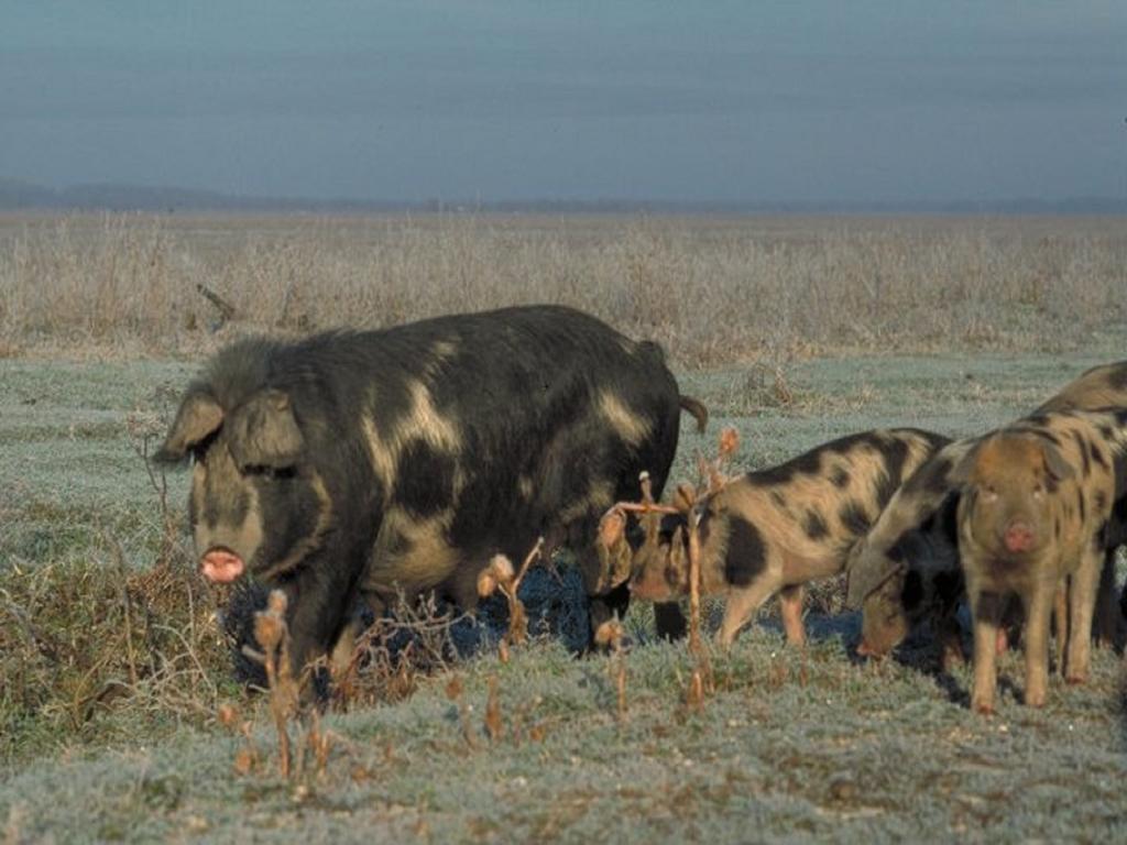 Rural Tourism Family Ravlic Konuk evi Muzilovcica Dış mekan fotoğraf